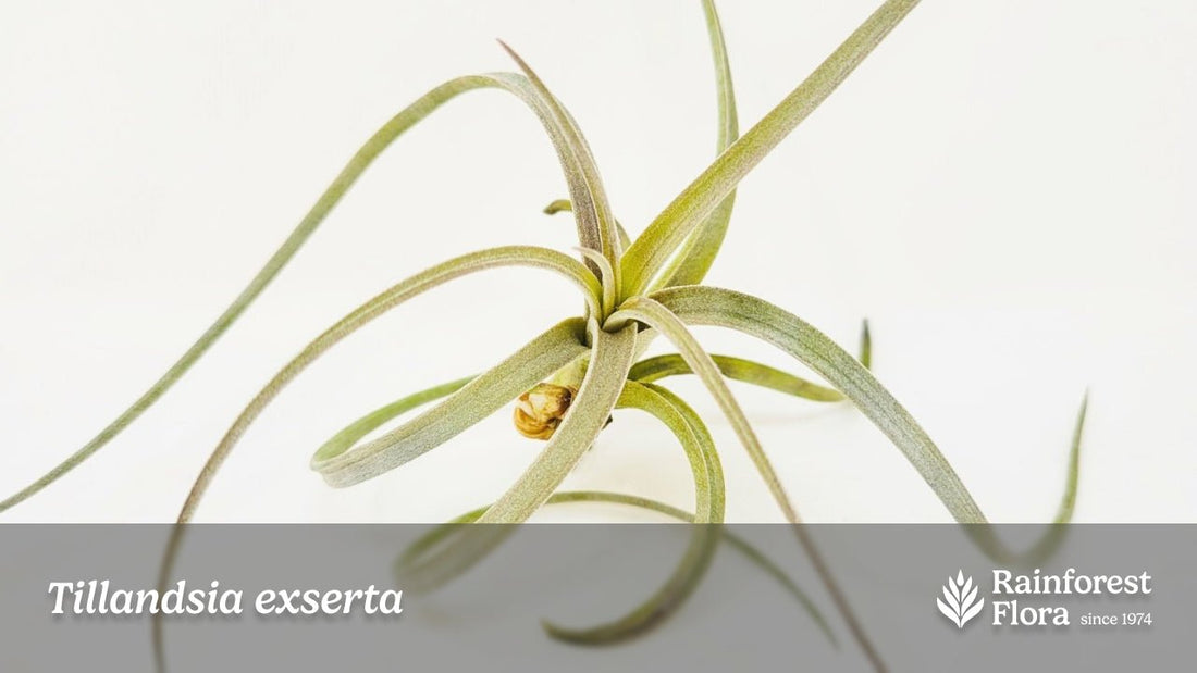 Notes from Tillandsia II: Tillandsia exserta - Rainforest Flora