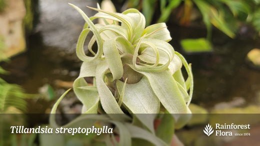 Notes from Tillandsia II: Tillandsia streptophylla - Rainforest Flora