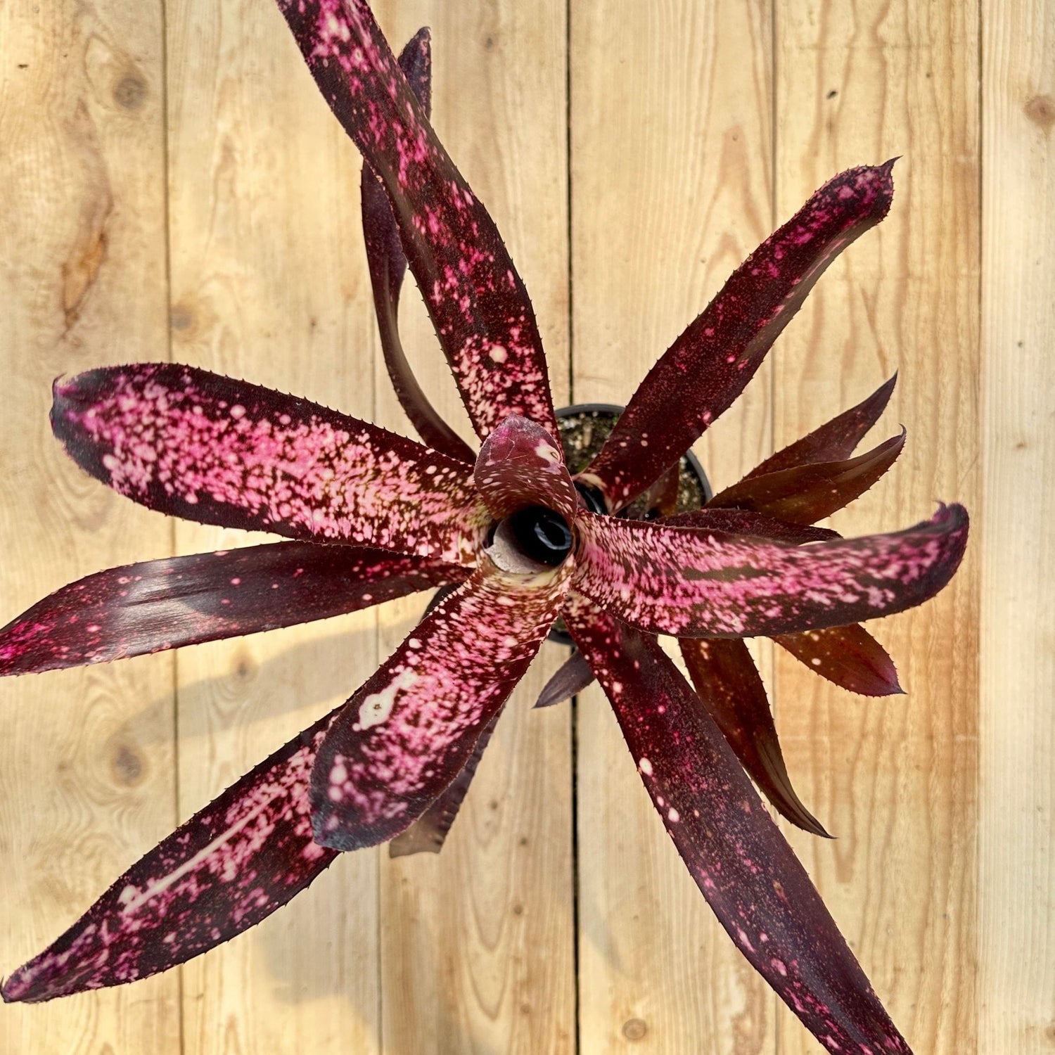 Billbergia collection - Rainforest Flora