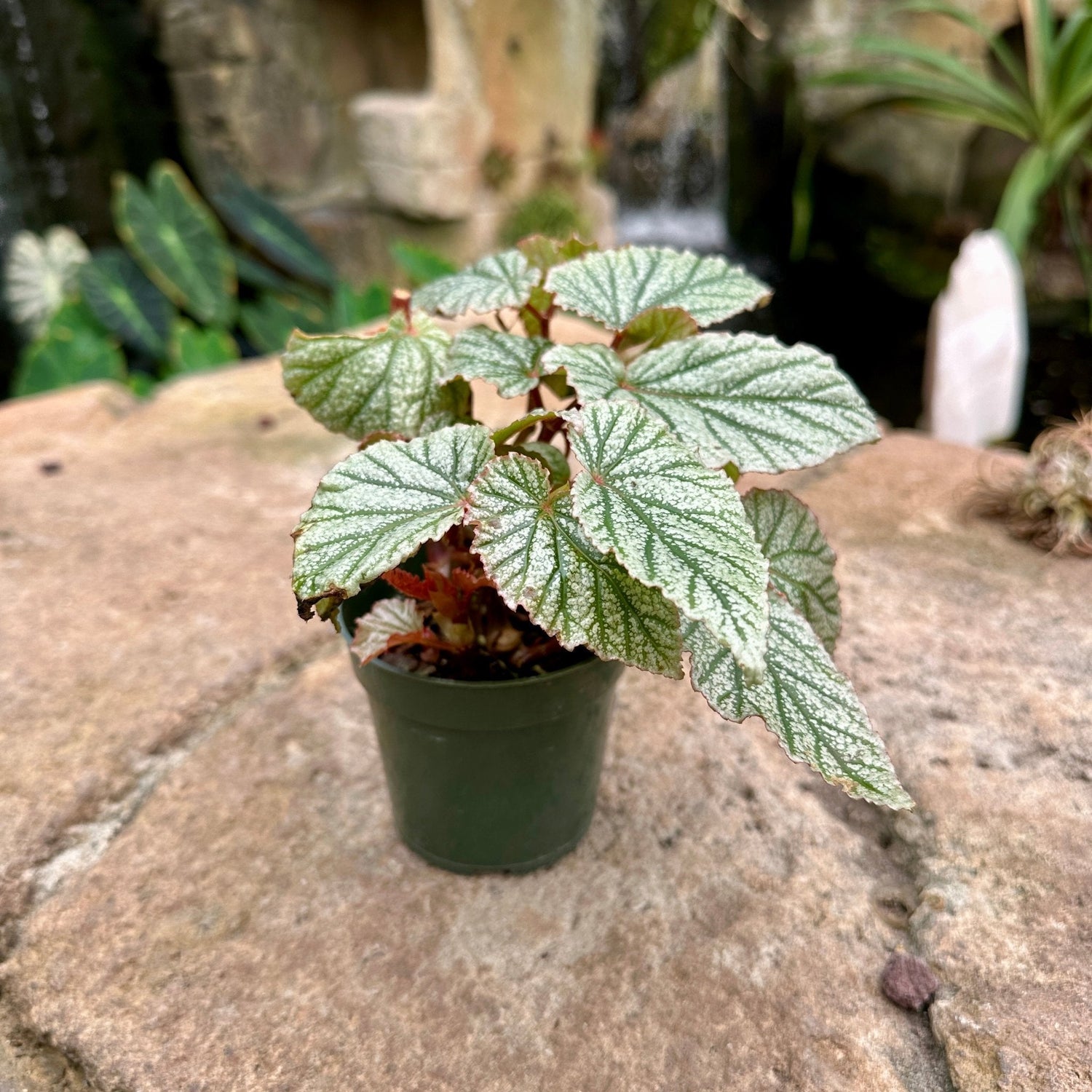 Houseplants - Rainforest Flora