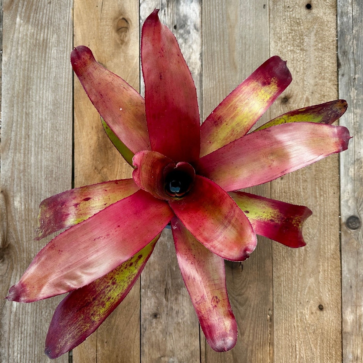 Neoregelia collection - Rainforest Flora