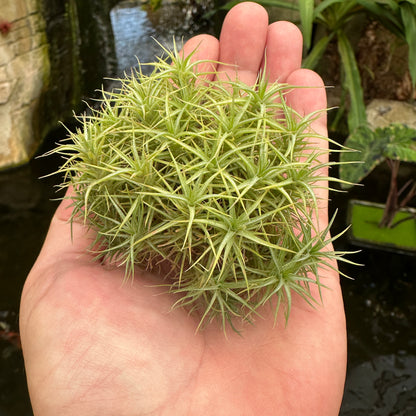 Tillandsia aeranthos ‘Miniata Mini Me’