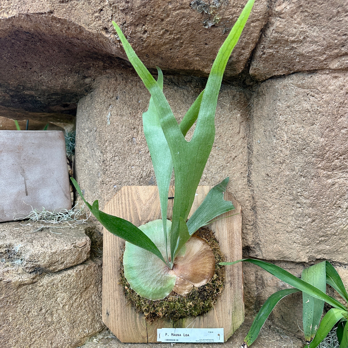 Platycerium ‘Mauna Loa’ (Staghorn fern)