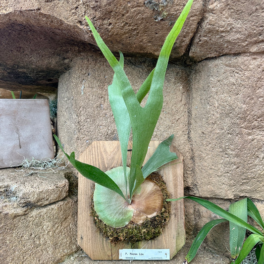 Platycerium ‘Mauna Loa’ (Staghorn fern)