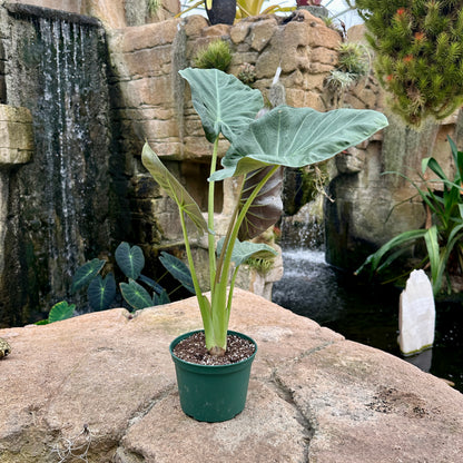 Alocasia ‘Regal Shields’