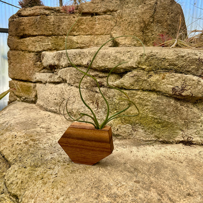 Boyce Studio Original Wood Air Plant Holder