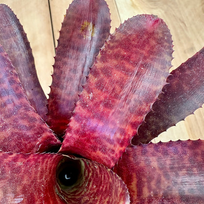 Neoregelia ‘Tunisia’ (N. punctatissima rubra x N. ‘Hannibal Lector’)