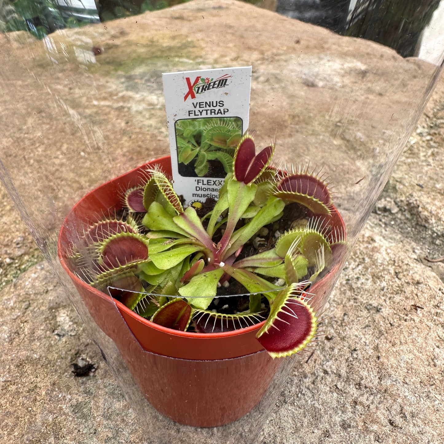 Dionaea muscipula (Venus Flytrap)