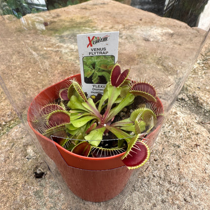 Dionaea muscipula (Venus Flytrap)