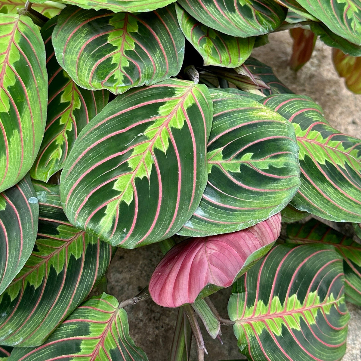 Maranta leuconeura ‘Red’