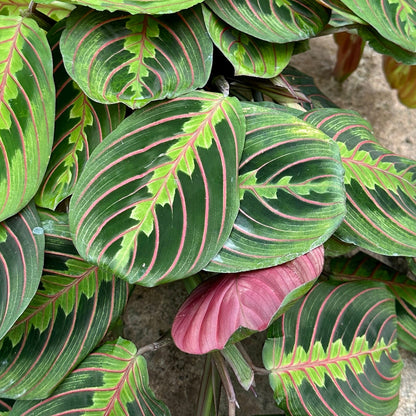 Maranta leuconeura ‘Red’