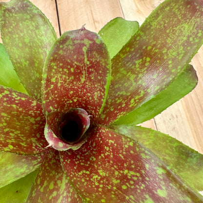 Mini Neoregelia ‘Cooloola Romance’ (N. ‘Little Dazzler’ x N. ‘Flirting with Fire’)