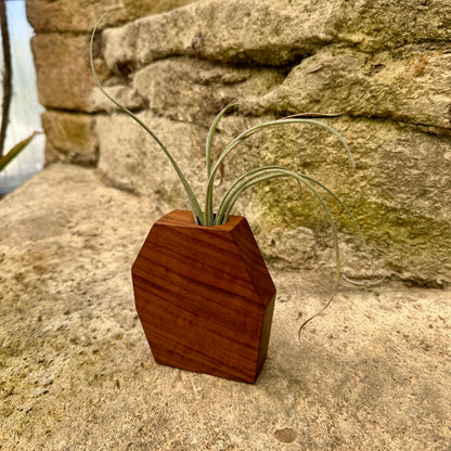Boyce Studio Original Wood Air Plant Holder