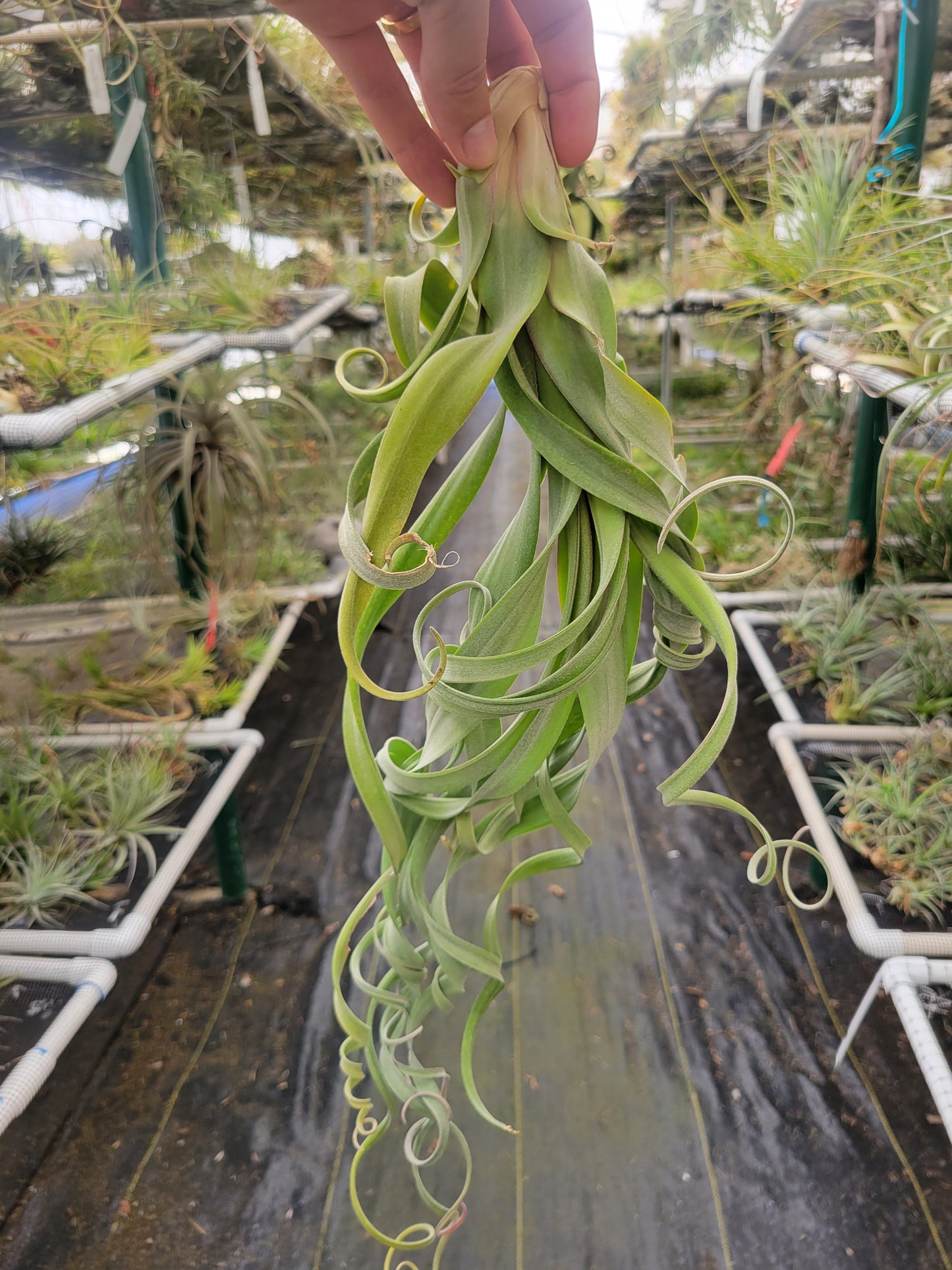 Tillandsia 'Curly Slim'