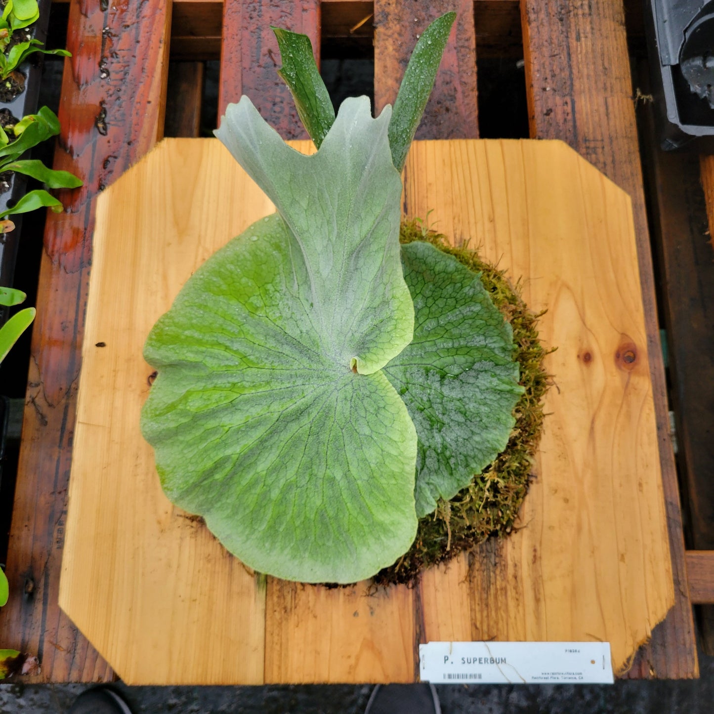 Platycerium superbum (Staghorn fern)