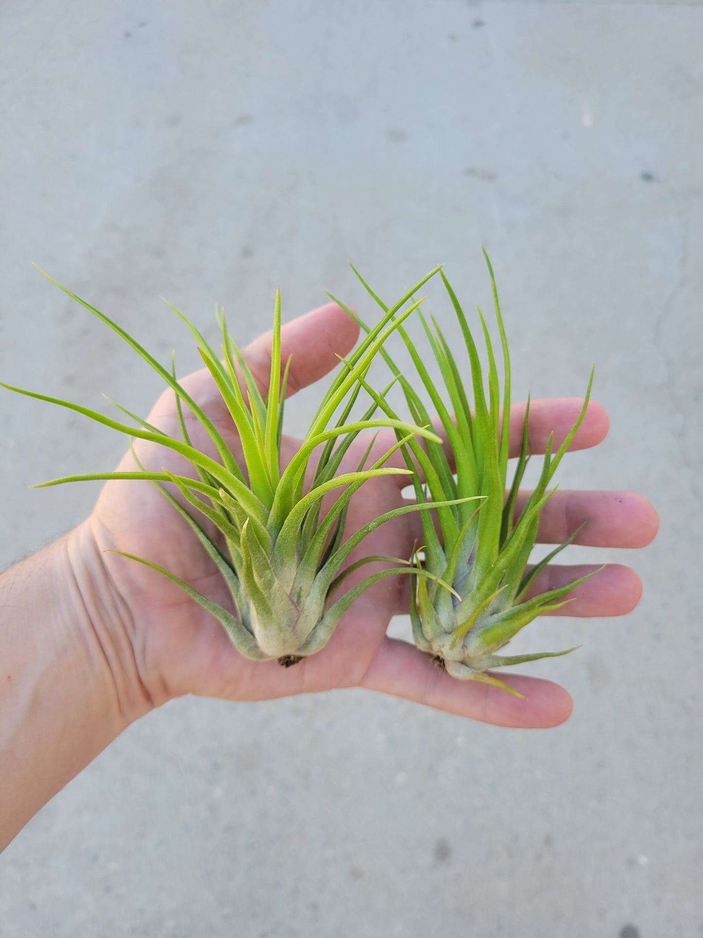 Tillandsia 'Leo J.'