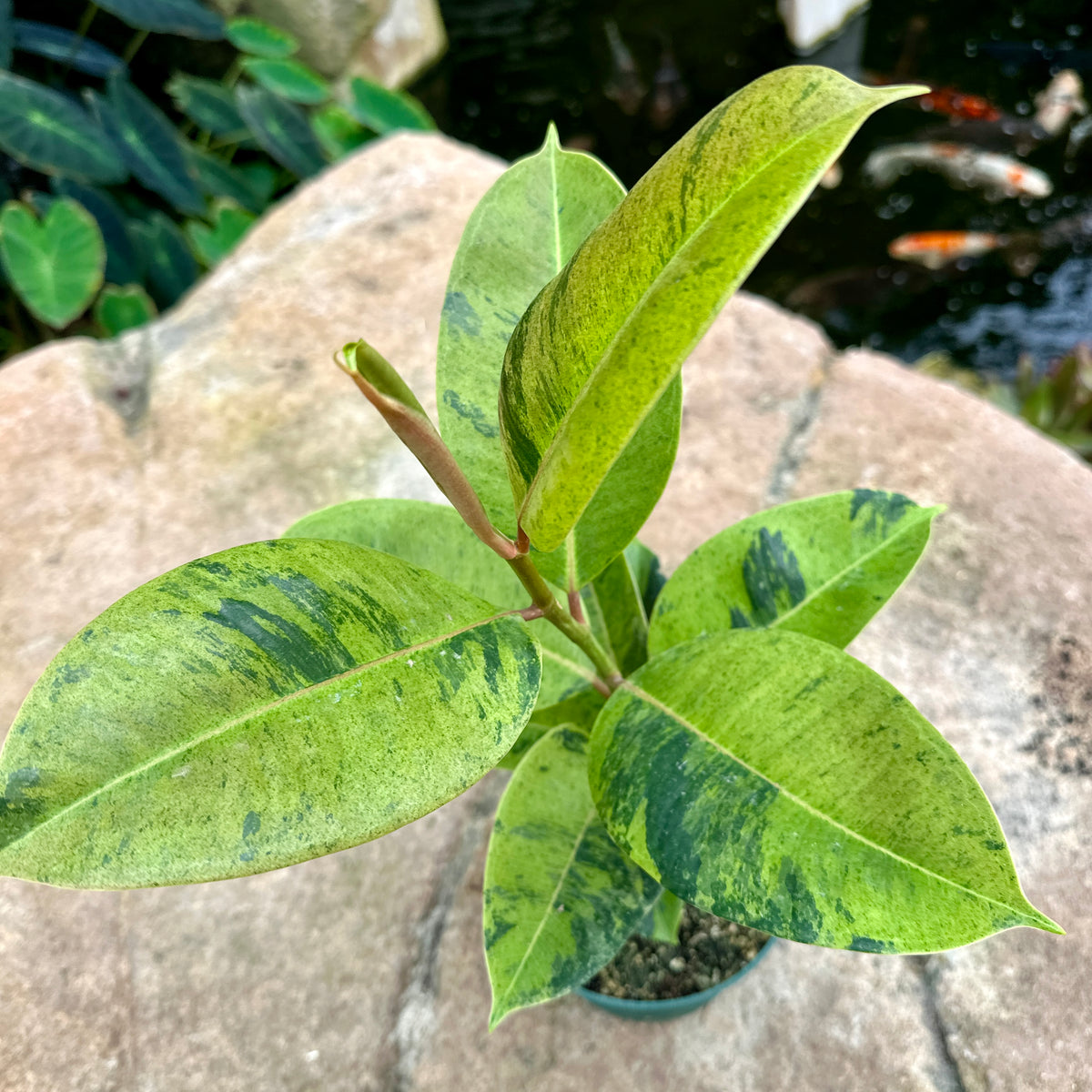 Ficus elastica ‘Shivereana Moonshine’