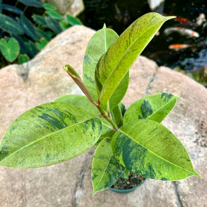 Ficus elastica ‘Shivereana Moonshine’