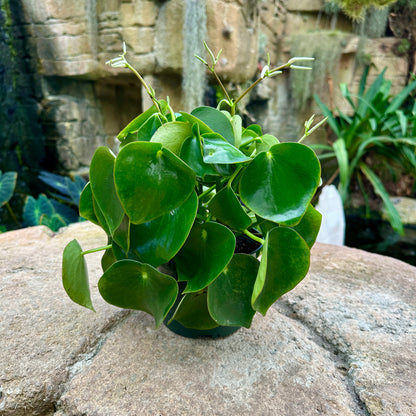 Peperomia polybotrya