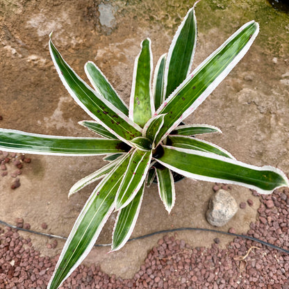 Aechmea orlandiana ’Ensign’