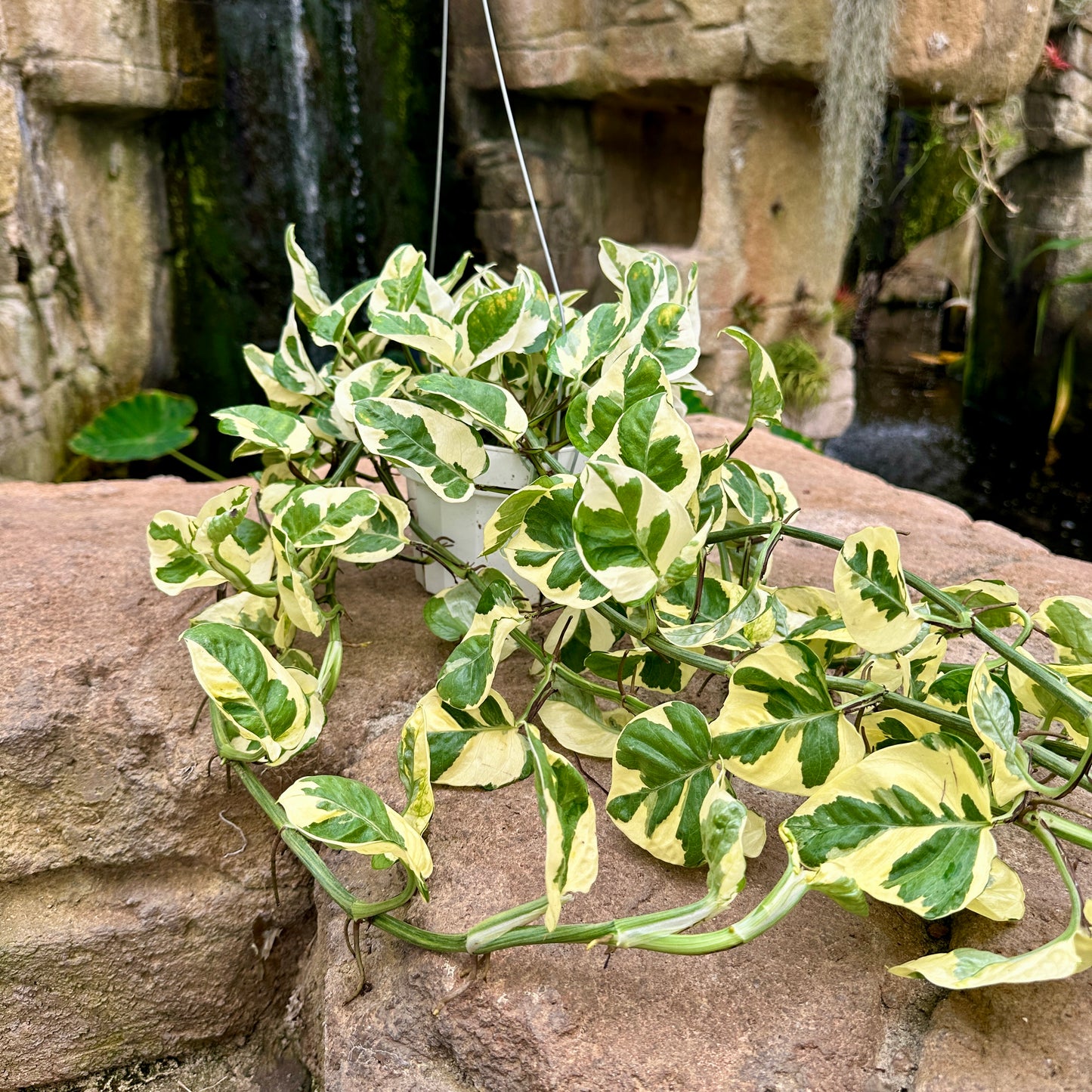 Pothos N’Joy