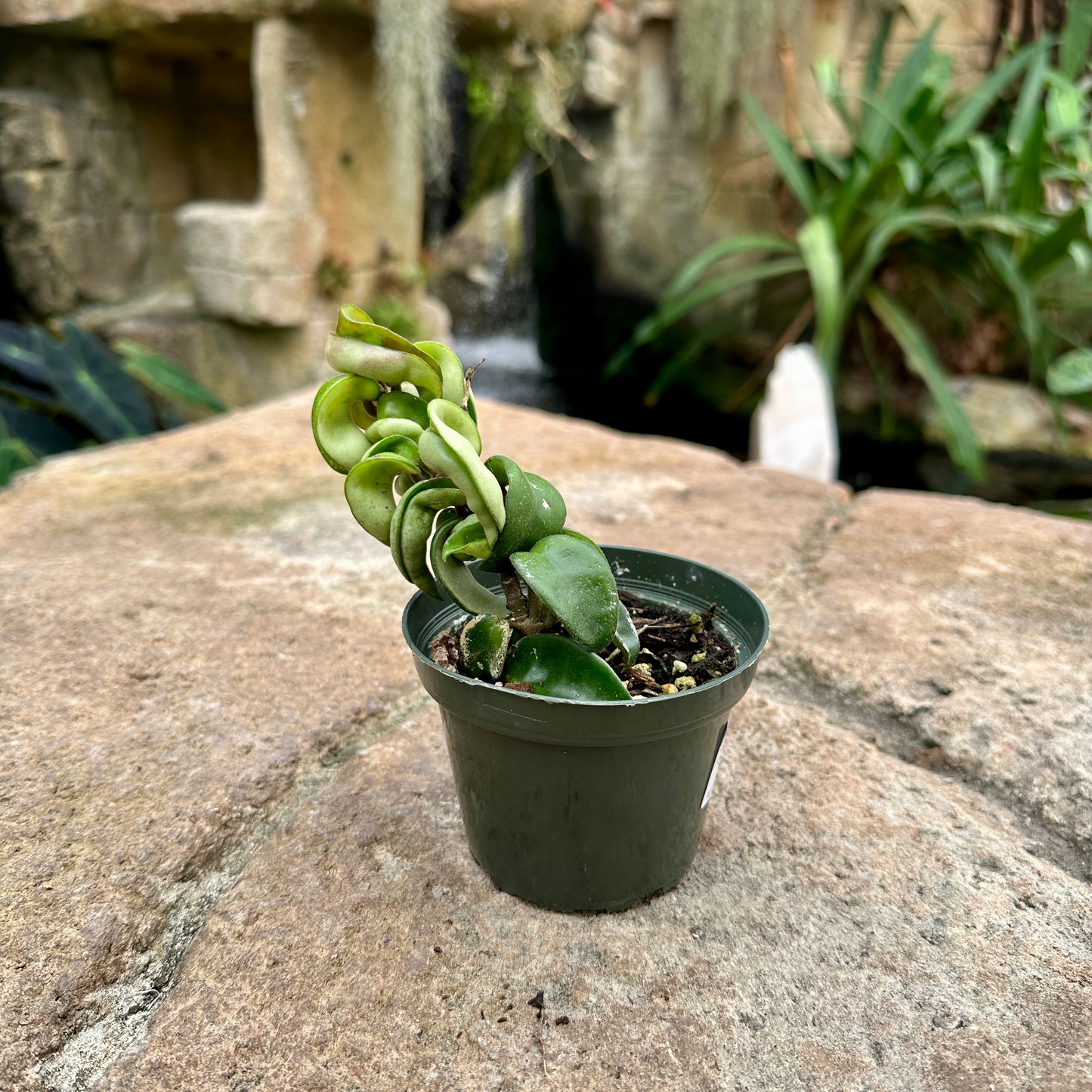 Hoya compacta