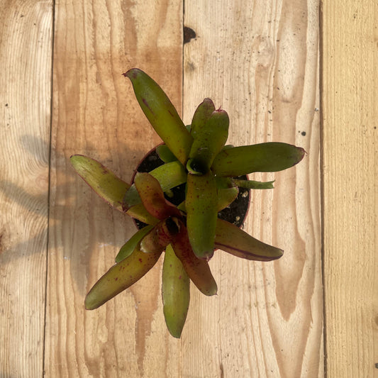 Mini Neoregelia 'Chiquita Linda' (N. lilliputiana x N. 'Fireball')