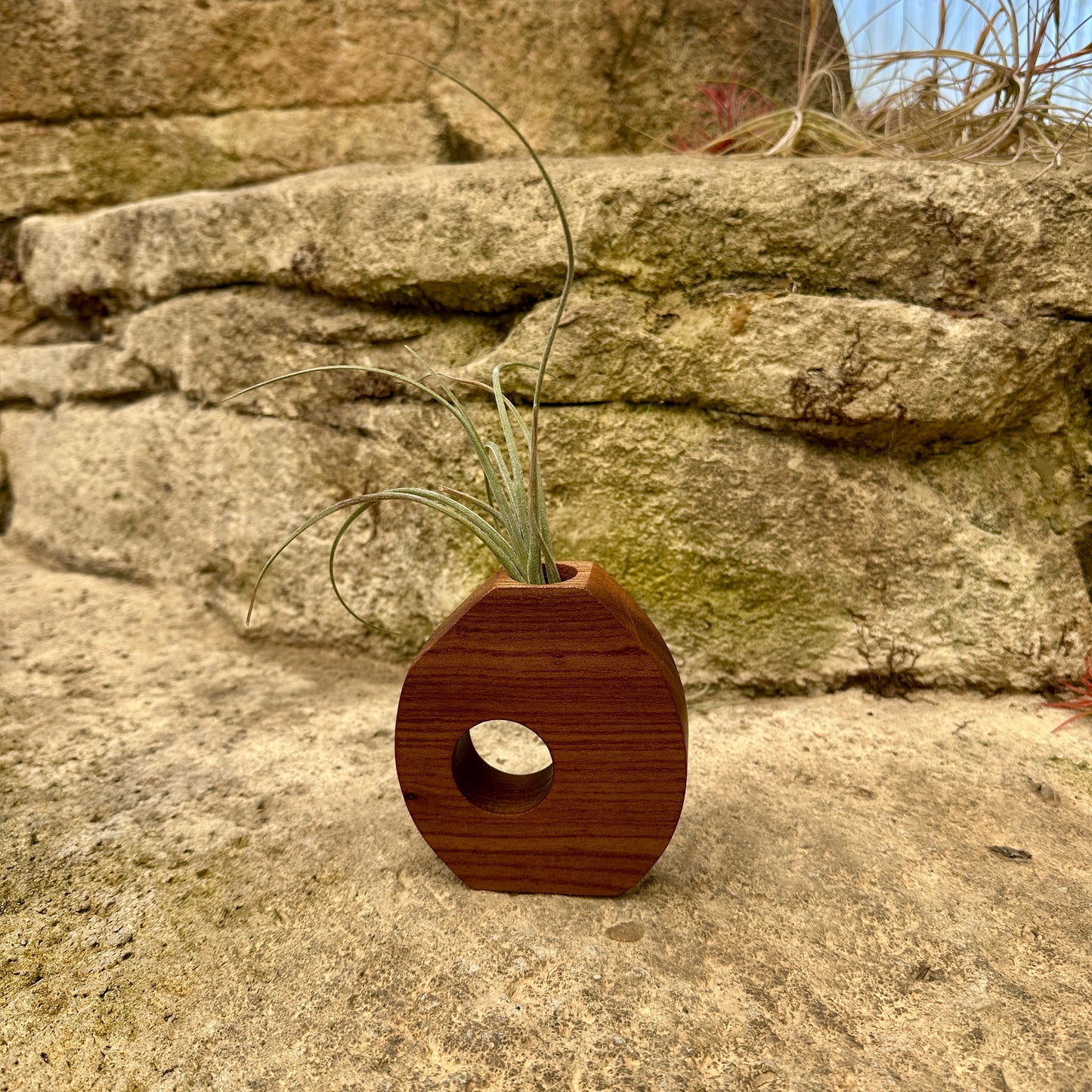 Boyce Studio Original Wood Air Plant Holder