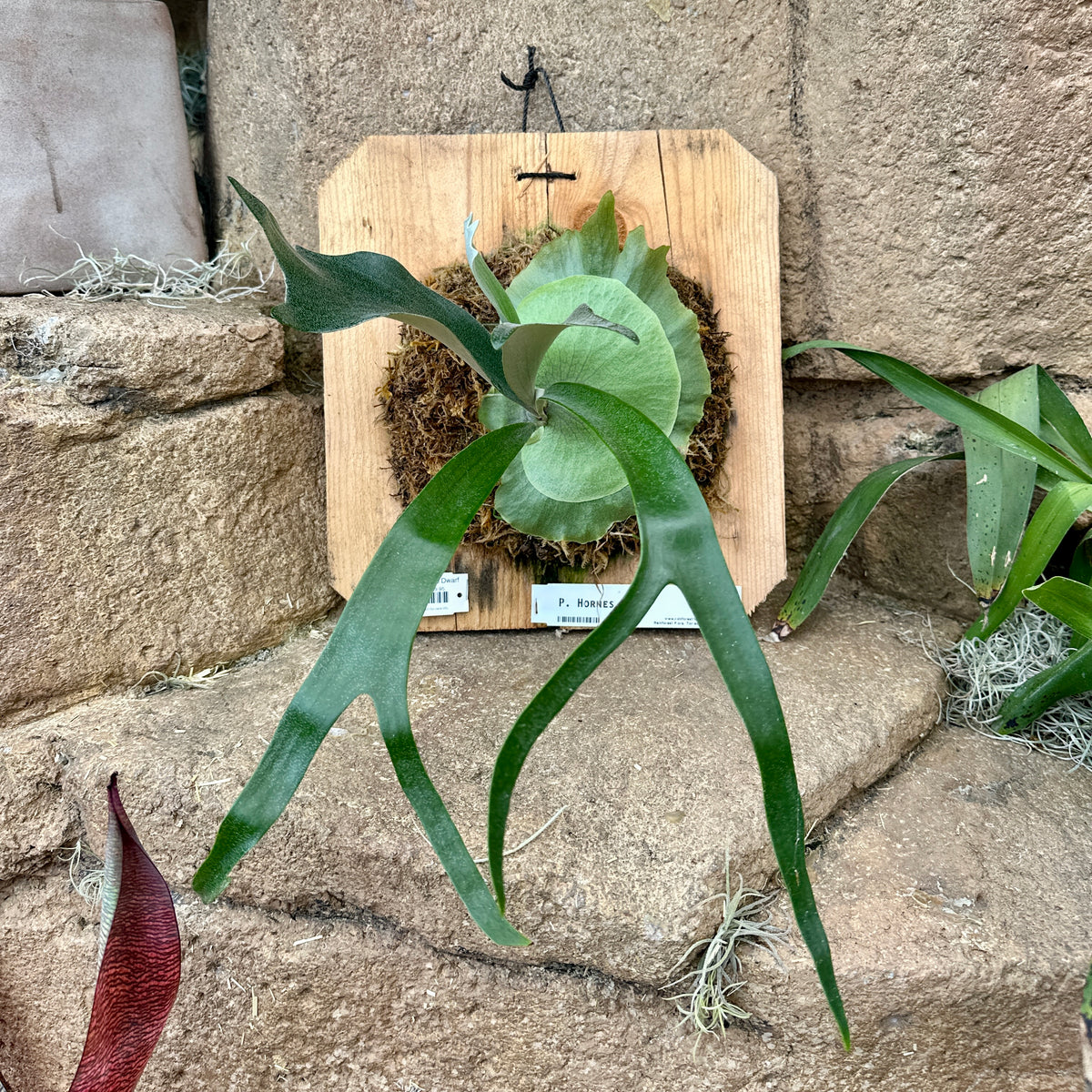 Platycerium ‘Horne’s Dwarf’ (Staghorn fern)