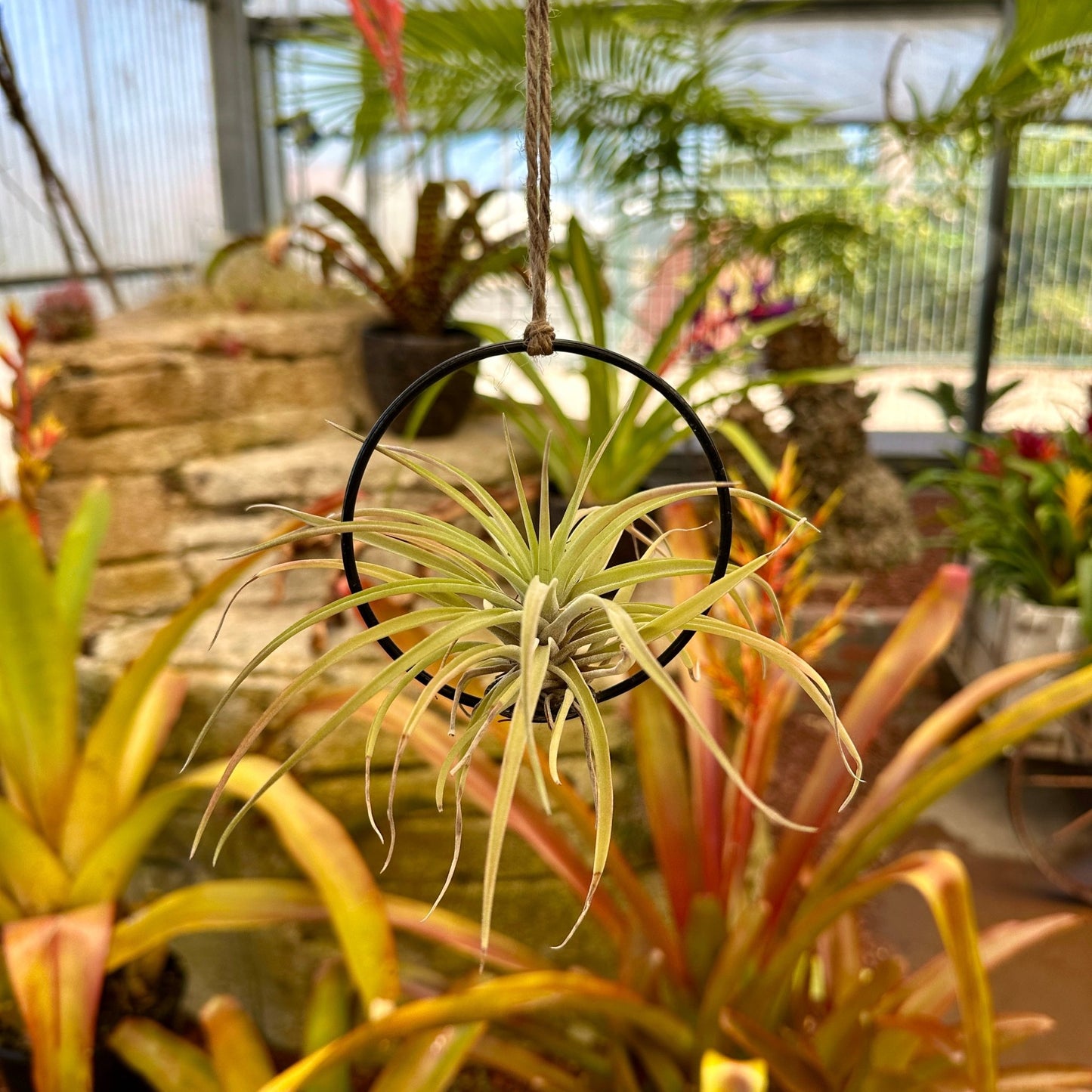 3-Pack 2-3” Tillandsia Hanging Rings | Air Plant Holders with Rope (Black Metal) - Rainforest Flora