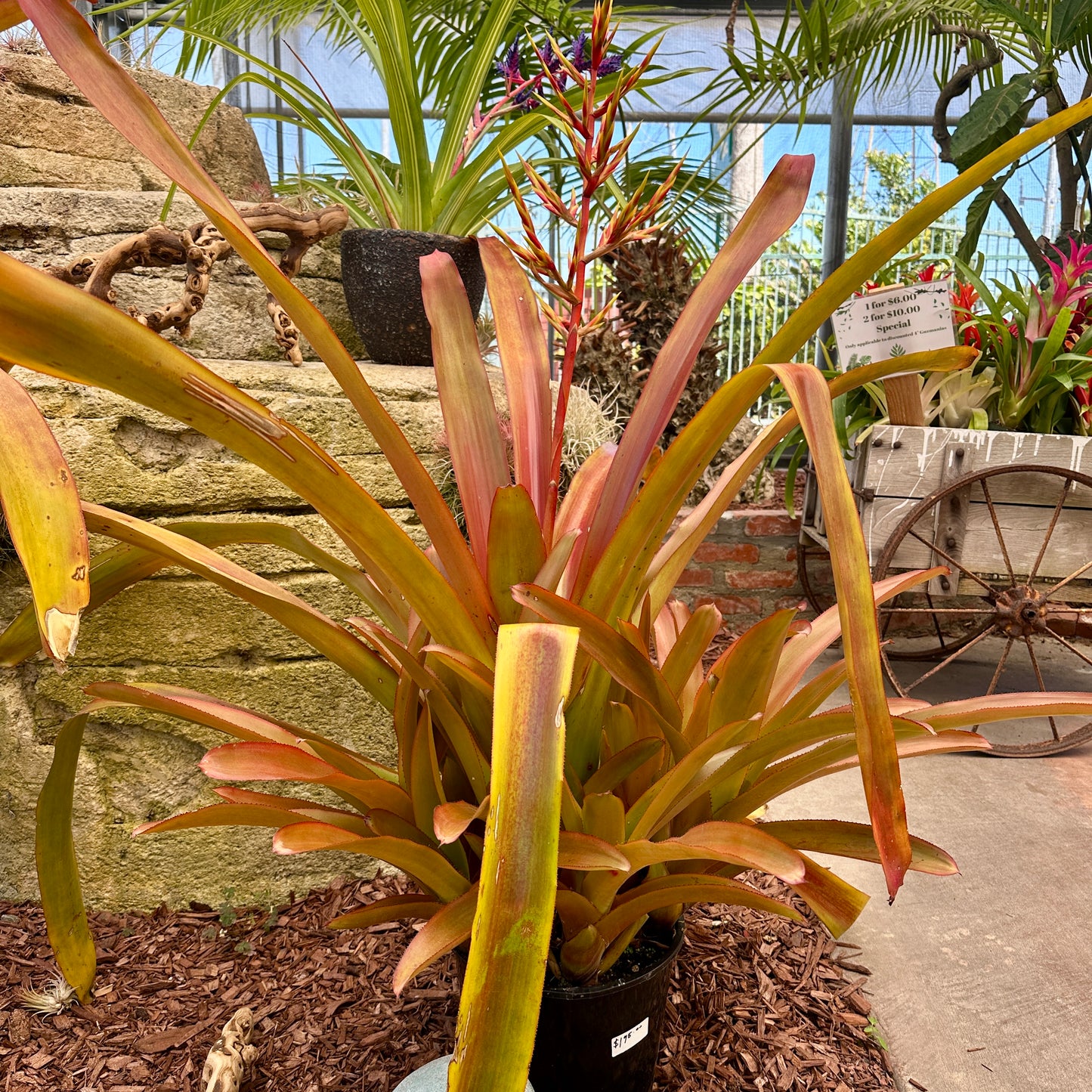 Aechmea blanchetiana