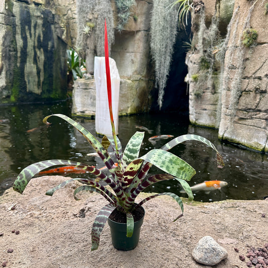 Vriesea ‘Splenriet’ (Vriesea splendens hybrid)