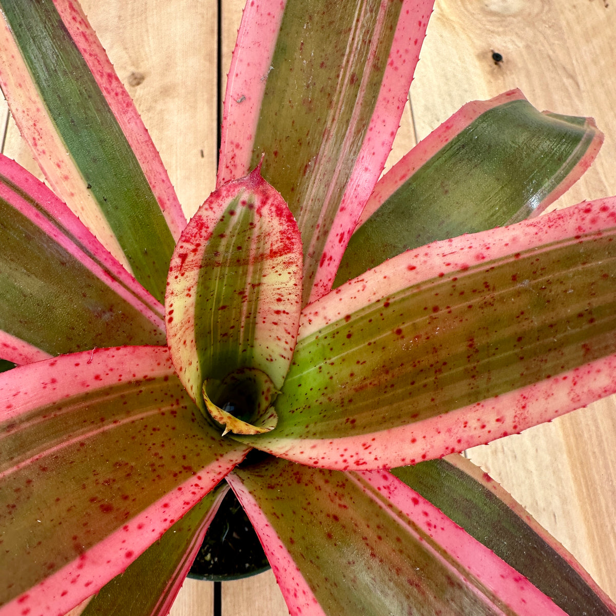 Neoregelia ‘Heat Wave’ (N. carolinae x N. fluminensis)