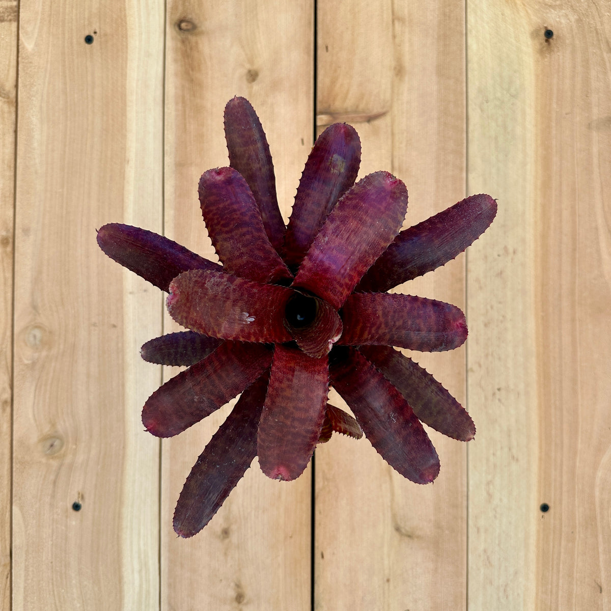 Neoregelia ‘Tunisia’ (N. punctatissima rubra x N. ‘Hannibal Lector’)