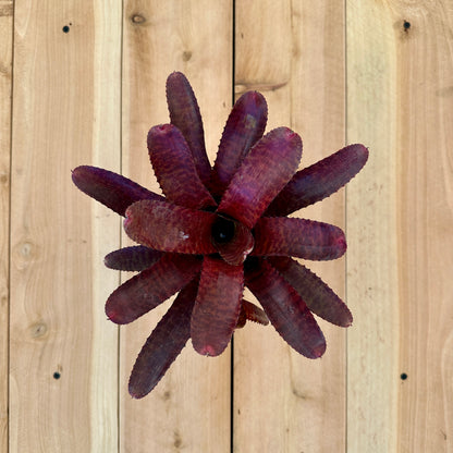 Neoregelia ‘Tunisia’ (N. punctatissima rubra x N. ‘Hannibal Lector’)