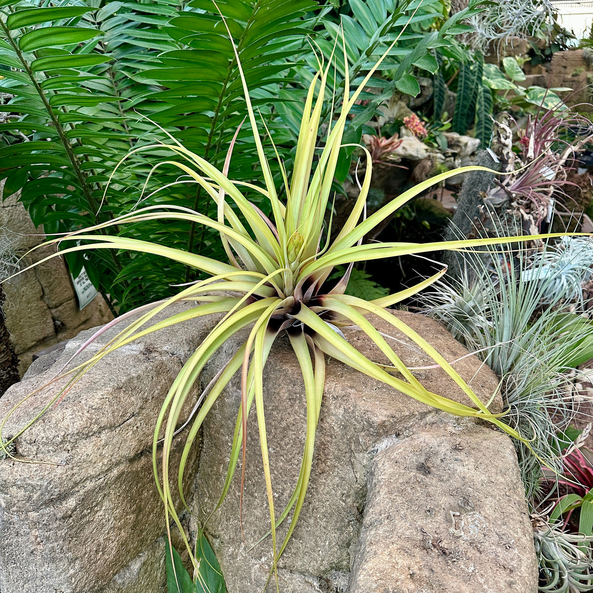 Specimen 35, One Available