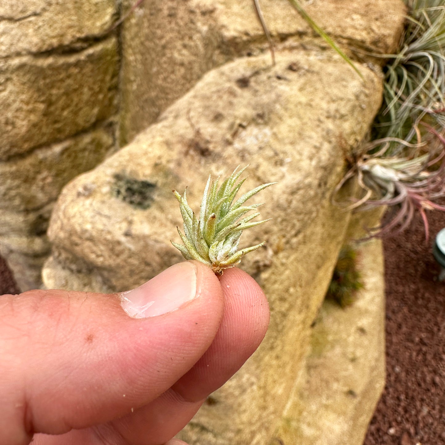 Tillandsia loliacea