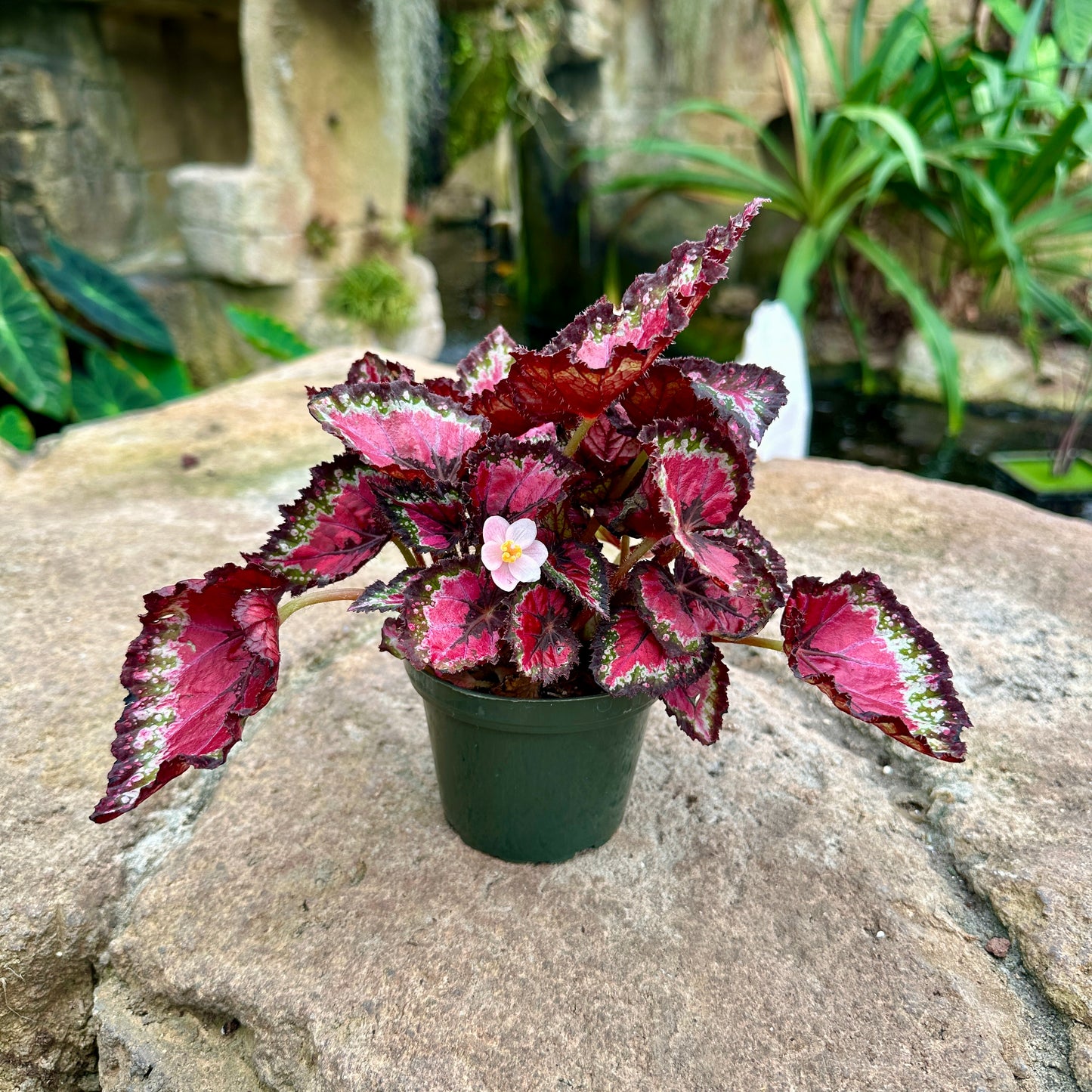 Assorted Rex Begonia