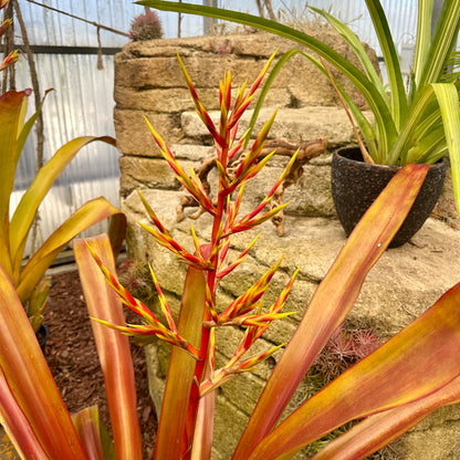 Aechmea blanchetiana