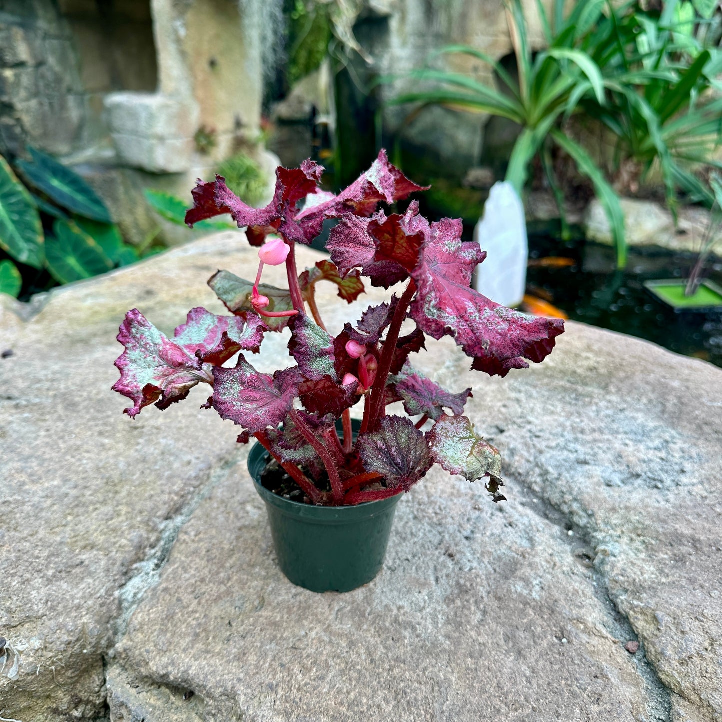 Assorted Rex Begonia