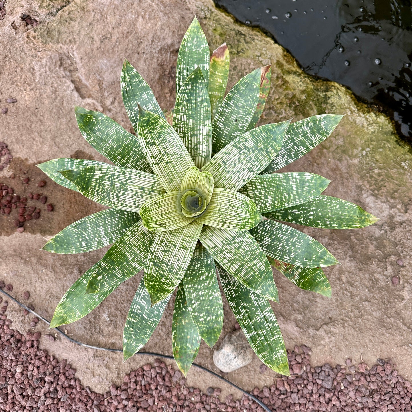 Vriesea tesselata ‘Nova’