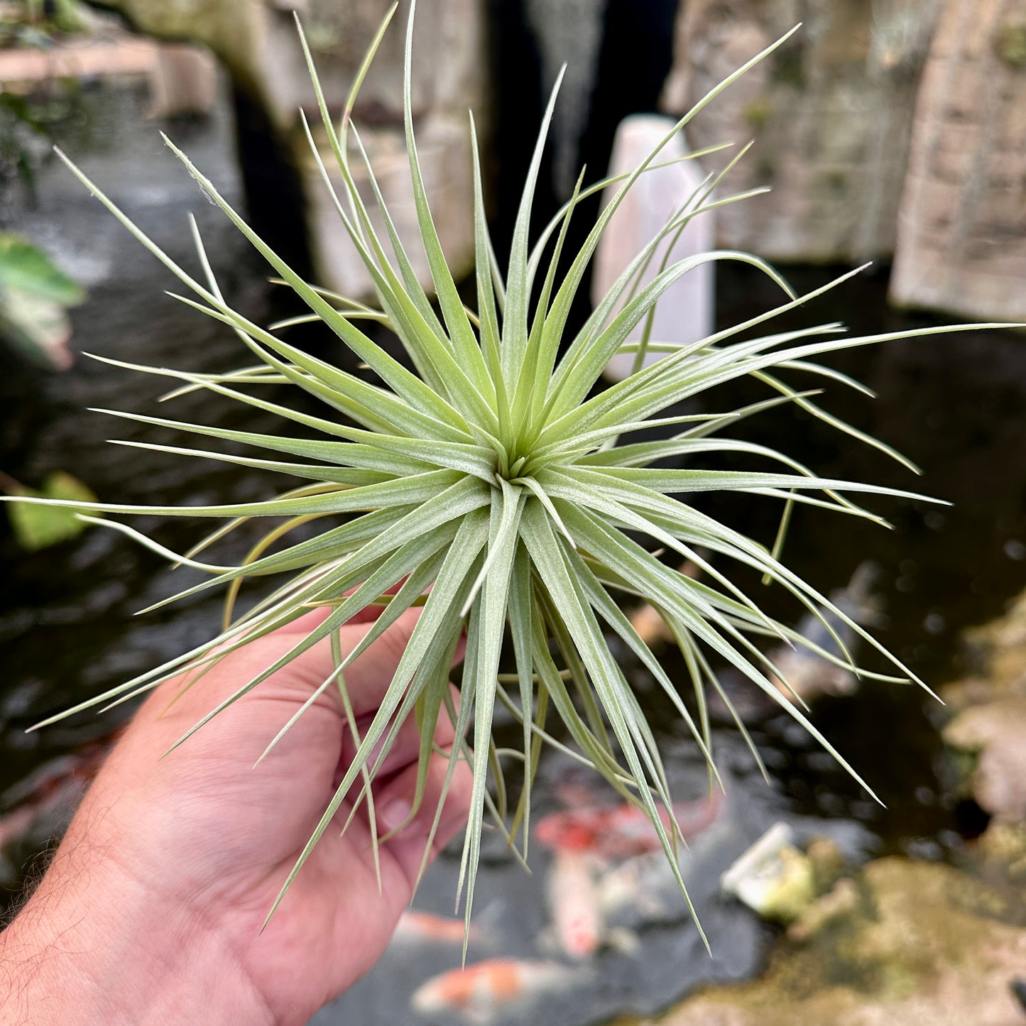 Tillandsia ‘Winner’s Circle’ (T. aeranthos x T. ‘Houston’)