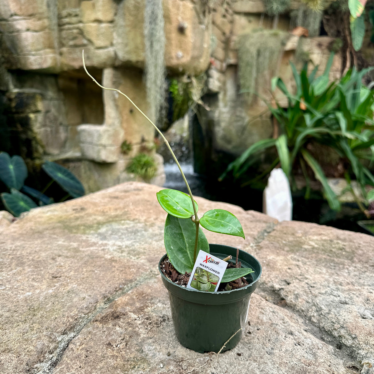 Hoya parasitica