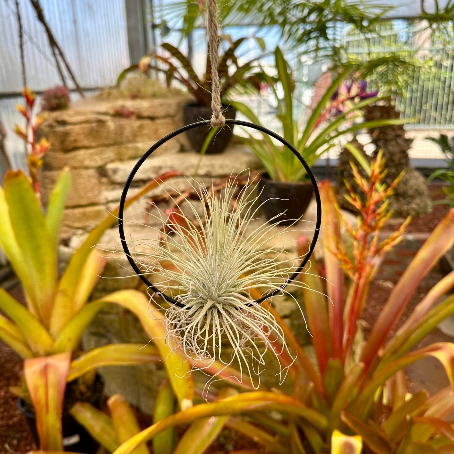 5-Pack 4-5” Tillandsia Hanging Rings | Air Plant Holders with Rope (Black Metal) - Rainforest Flora