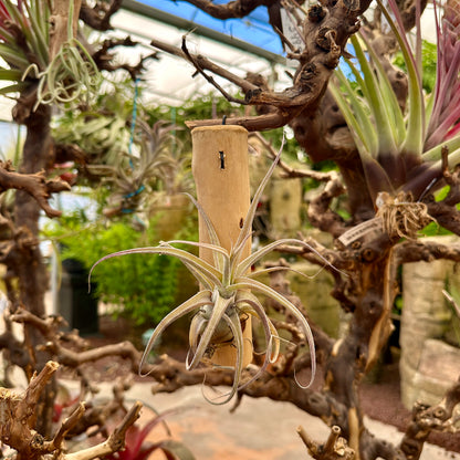 6” Wooden Tillandsia Holder with Metal Prong