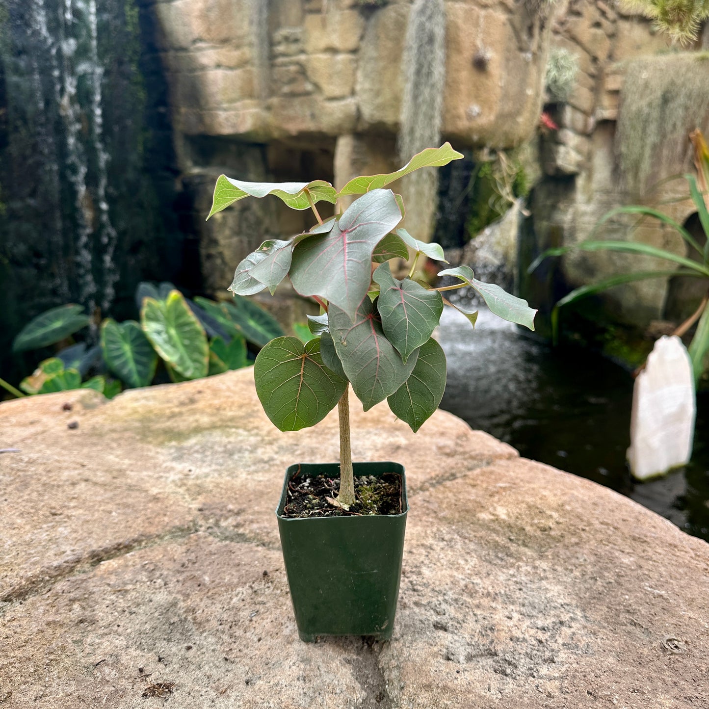 Ficus petiolaris