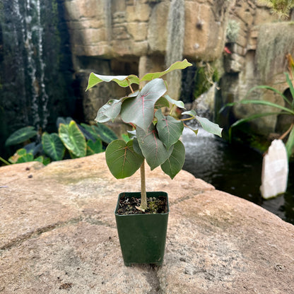 Ficus petiolaris