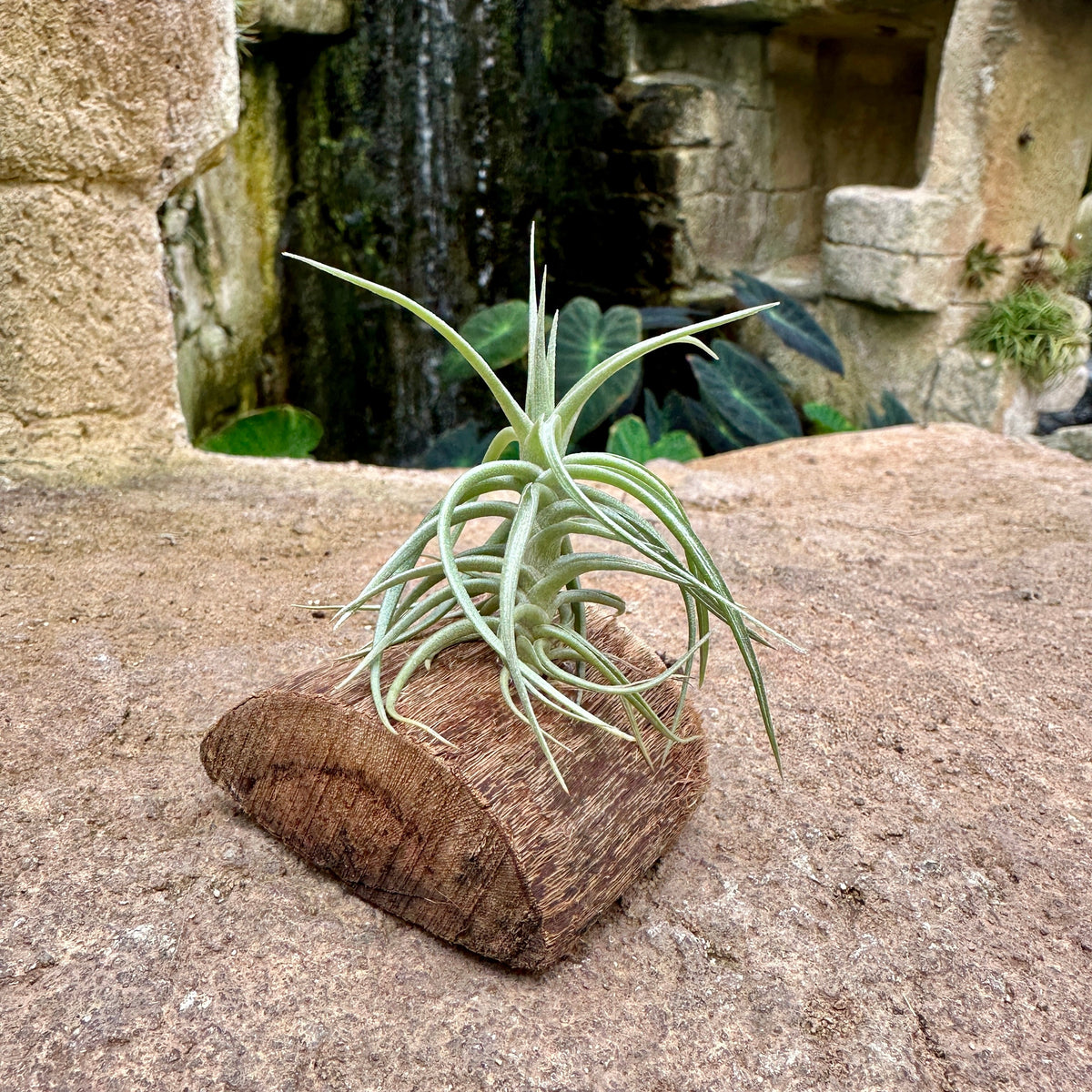 Tillandsia Mini Mounted On Grapewood Sitting