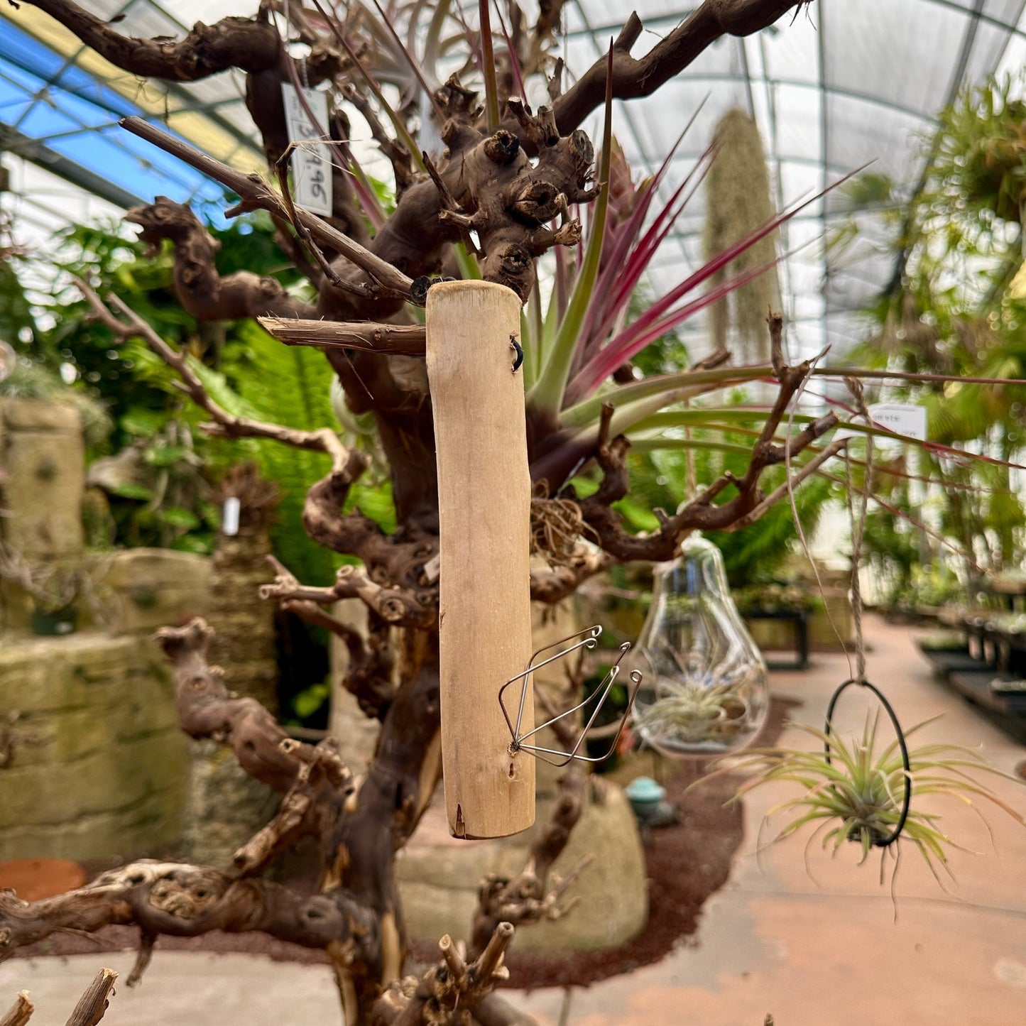 6” Wooden Tillandsia Holder with Metal Prong - Rainforest Flora