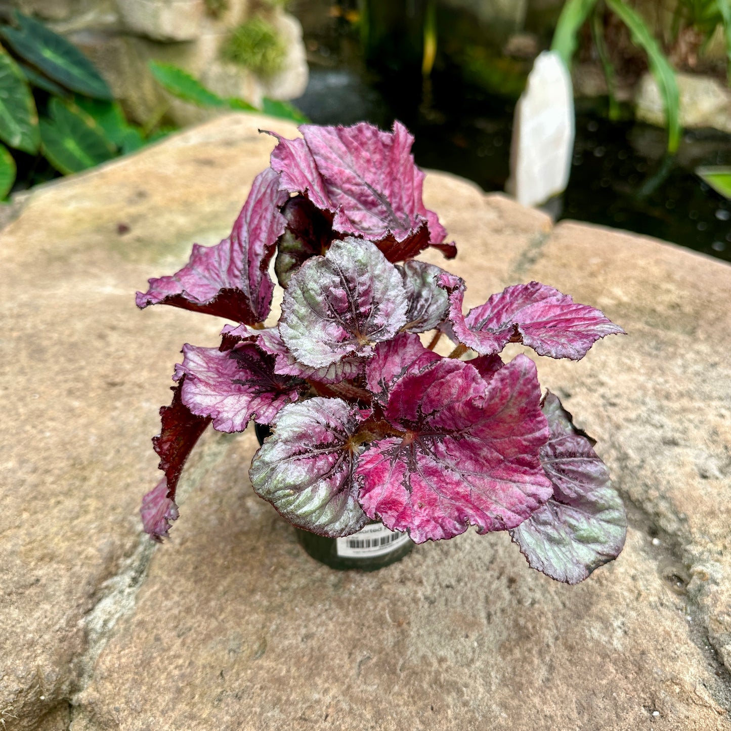 Assorted Rex Begonia